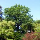 Koszalin - dąb szypułkowy Quercus robur pomnik przyrody 1